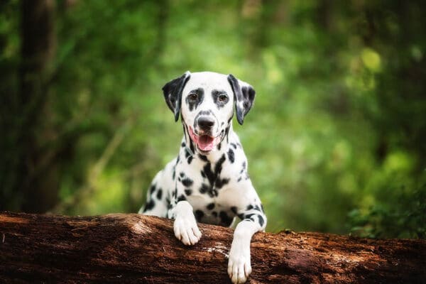 mini Dalmatian dog in the woods