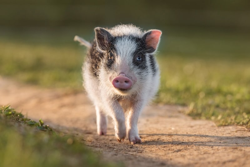 mini pig walking outdoor
