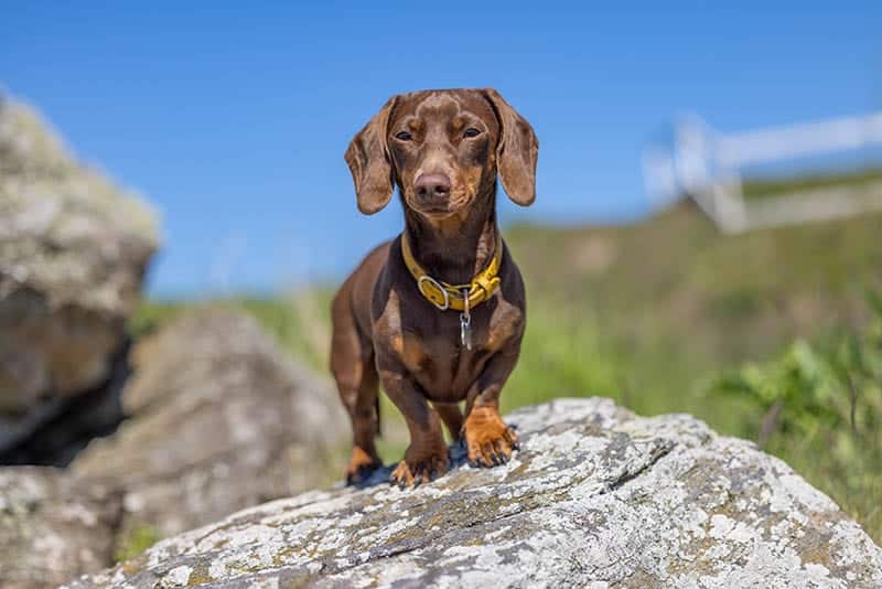 miniature-chocolate-dachshund-standing-on-rock