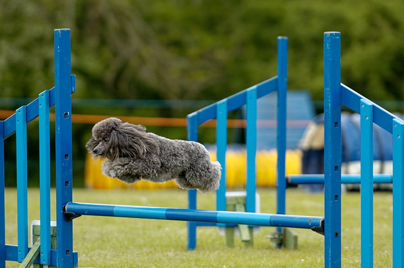 Miniature poodle dog doing agility training