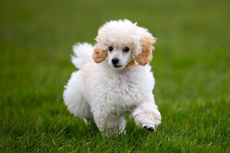 Miniature Poodle puppy walking on the grass