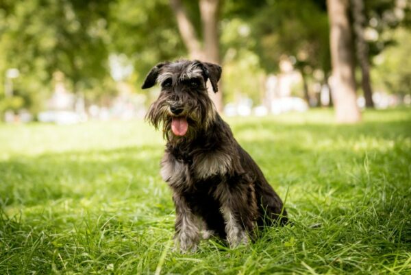 https://www.dogster.com/wp-content/uploads/2024/01/miniature-schnauzer-dog-sitting-on-grass-at-the-park_Roman-Zaiets_Shutterstock-600x401.jpeg