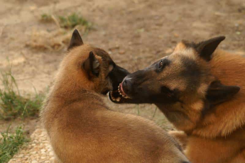 mother belgian shepherd dog playing with its puppy