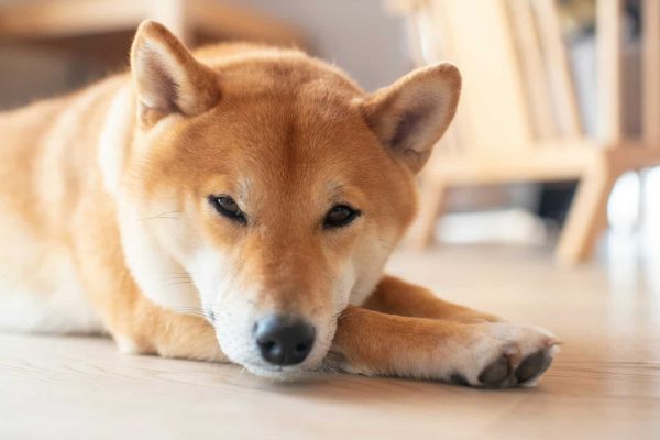 brown and white short coated dog lying on white floor Akita Dog