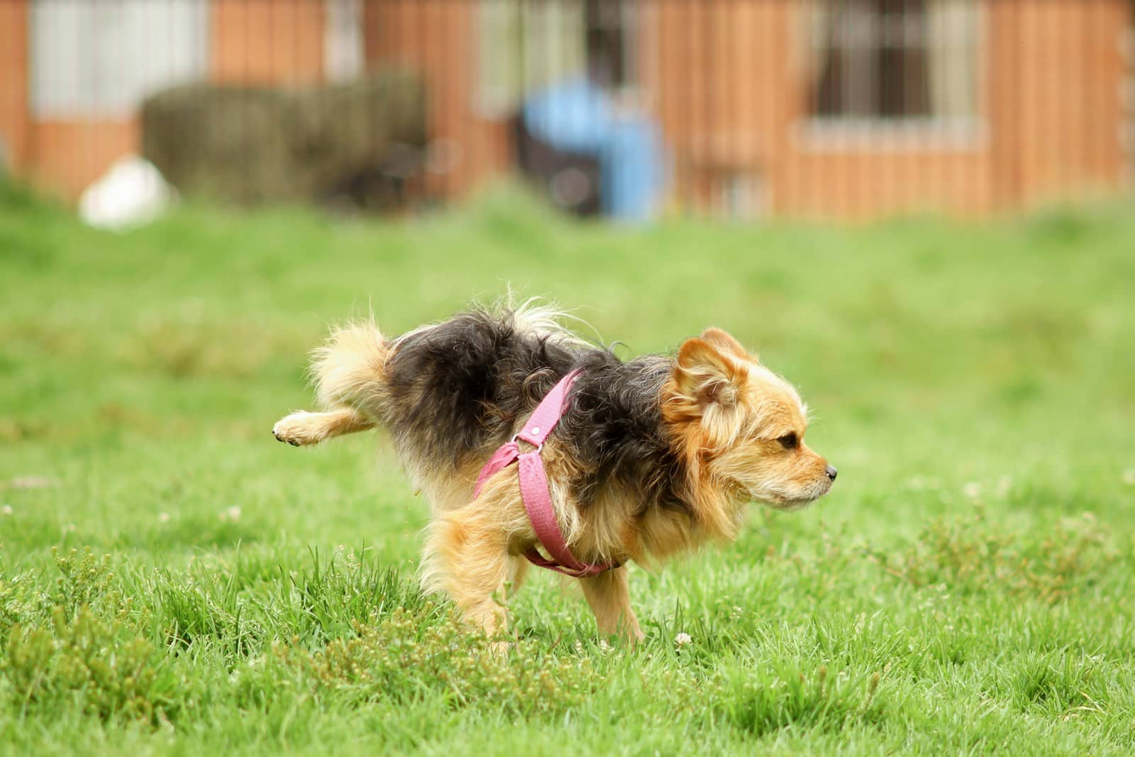 How To Stop Dog Pee From Killing Grass Simple Tips Dogster