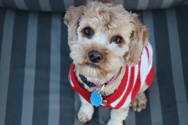 dog wearing a sweater sitting on gray sofa