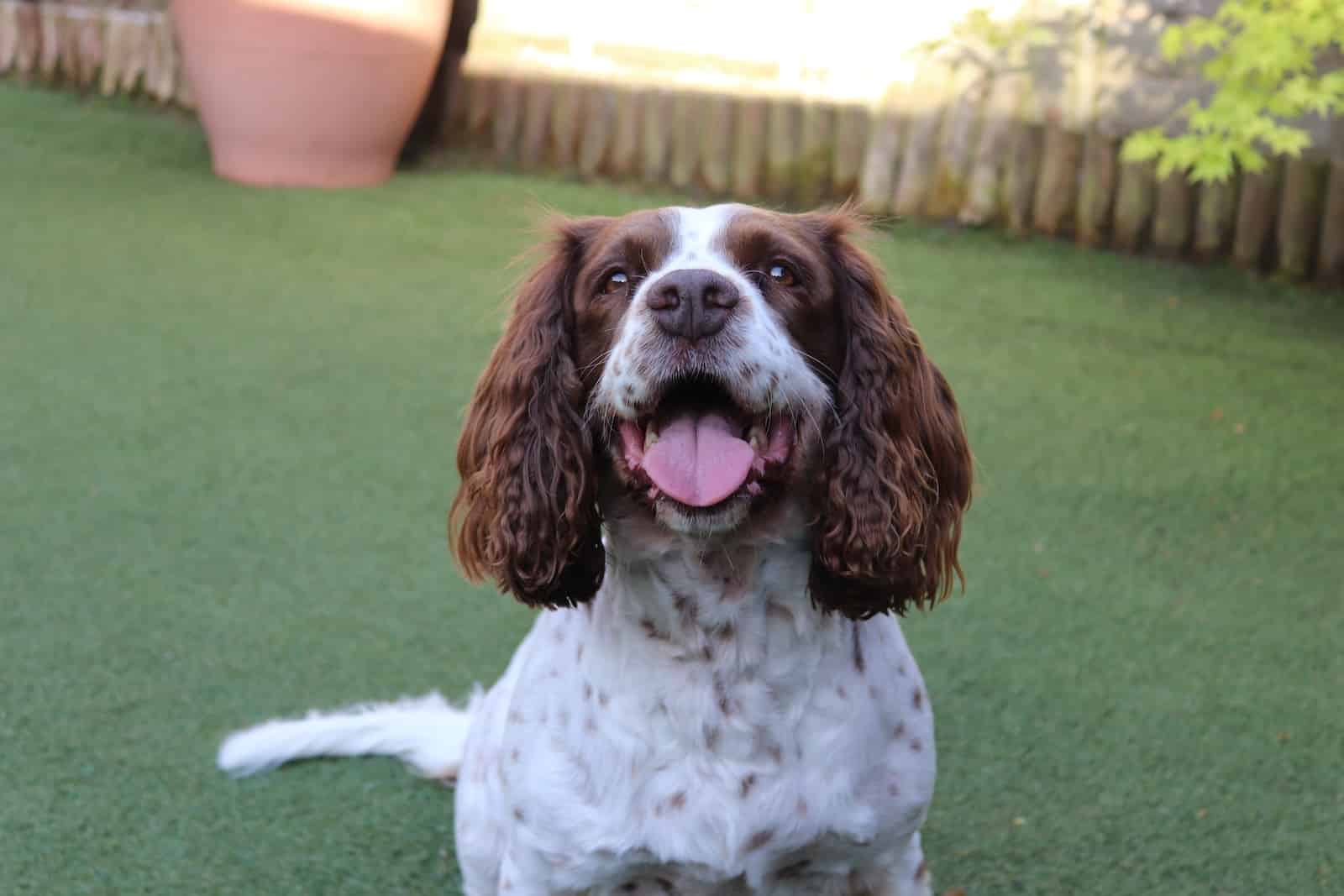 Springer Spaniel  Brown and White