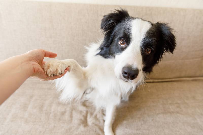 owner training trick with border collie dog friend at home indoors