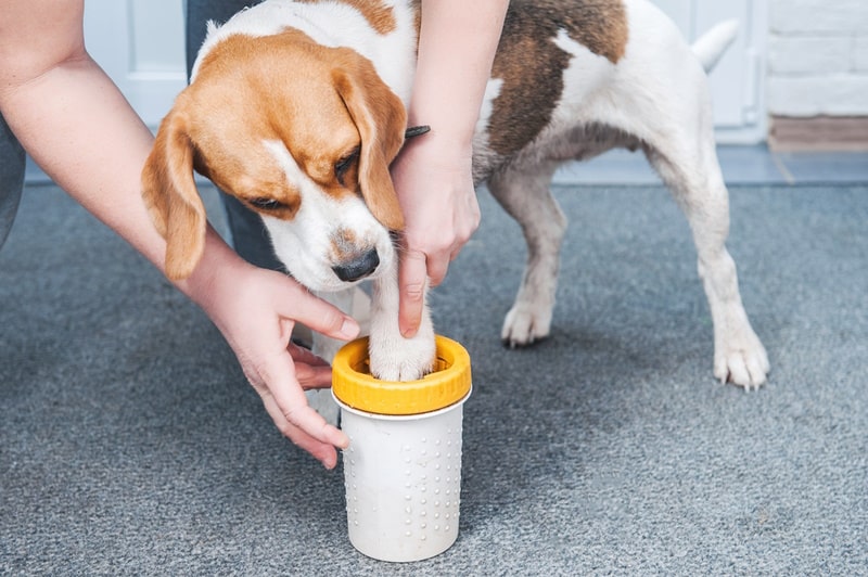 owner washes dog dirty paw