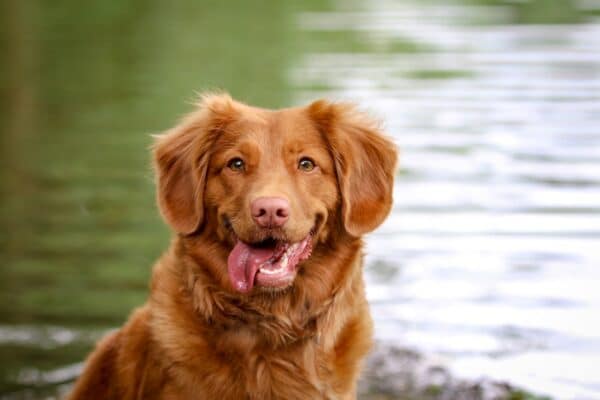 Reddish Brown Golden Retriever Dog Smile