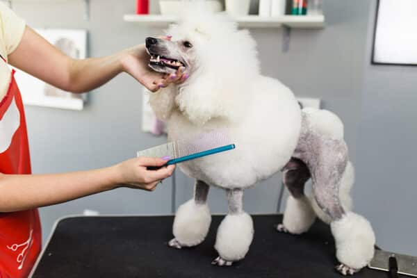 person grooming a white miniature poodle dog