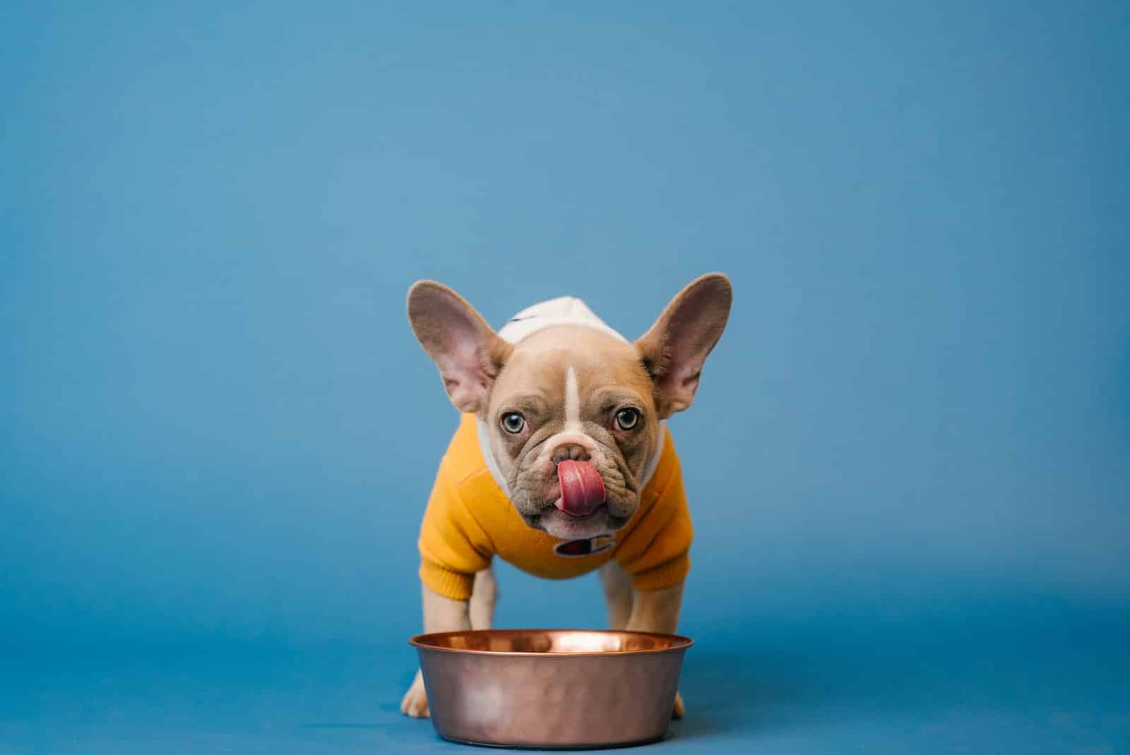 brown french bulldog in blue bucket eating in a stainless steel bowl