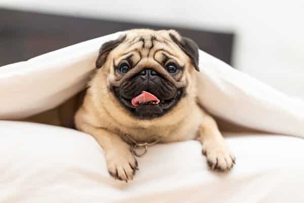 pug under the blanket