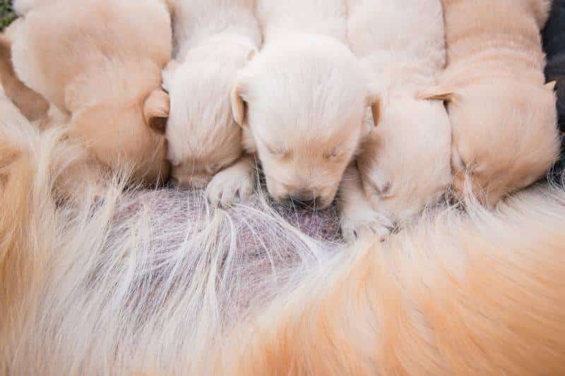 puppies being breastfed by mother