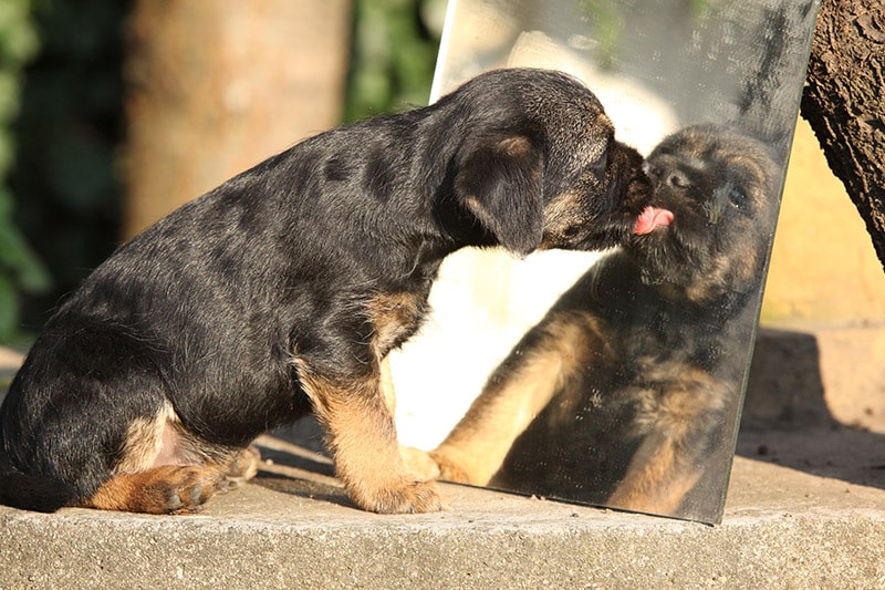 puppy licking its reflection on the mirror