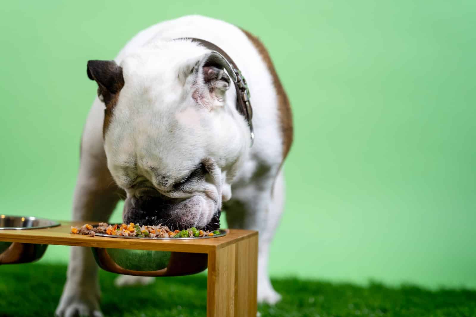 white and brown english bulldog on brown wooden table