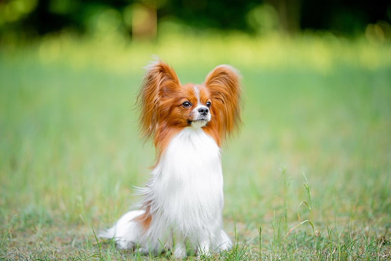 red and white papillon dog sitting on the grass