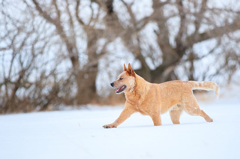 Red Heeler dog walking in the snow