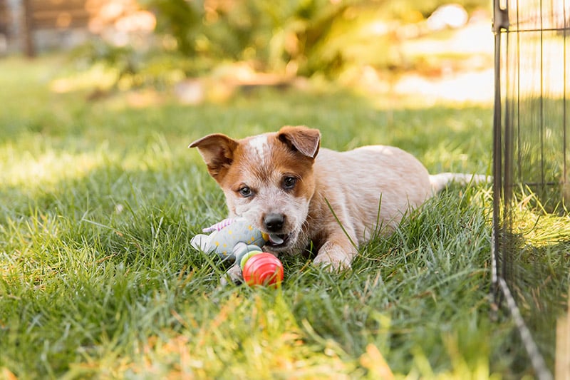 red heeler puppy playing with toys outdoor