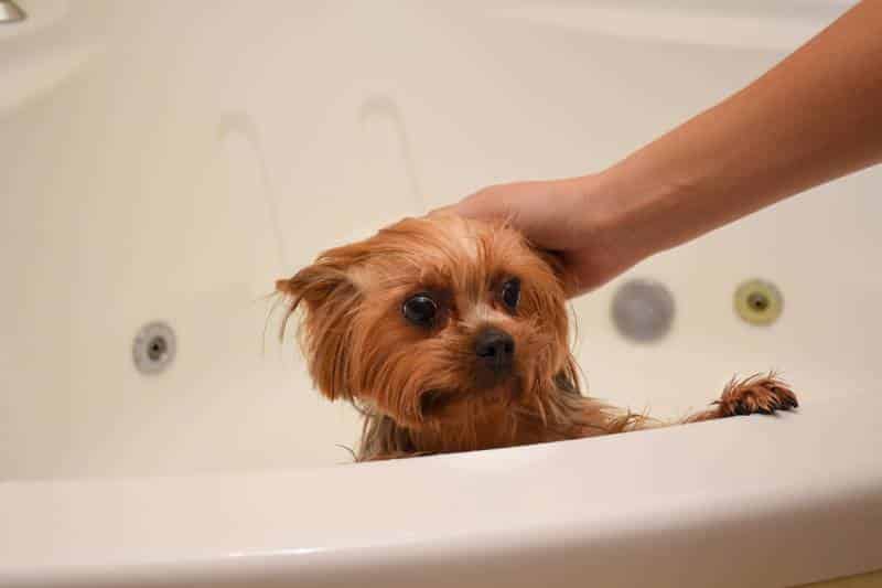 scared Yorkshire dog terrier is standing in the bathroom at home