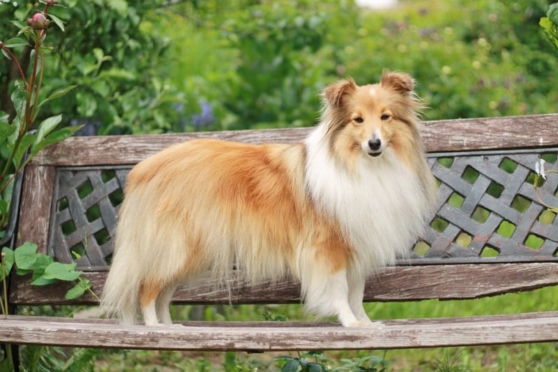 shetland sheepdog standing on a wooden bench outdoors
