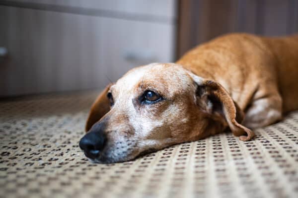 sick old dachshund dog lying on the floor