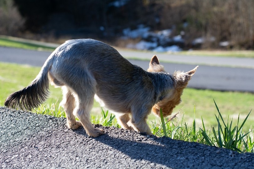 small dog smelling nag eating grass