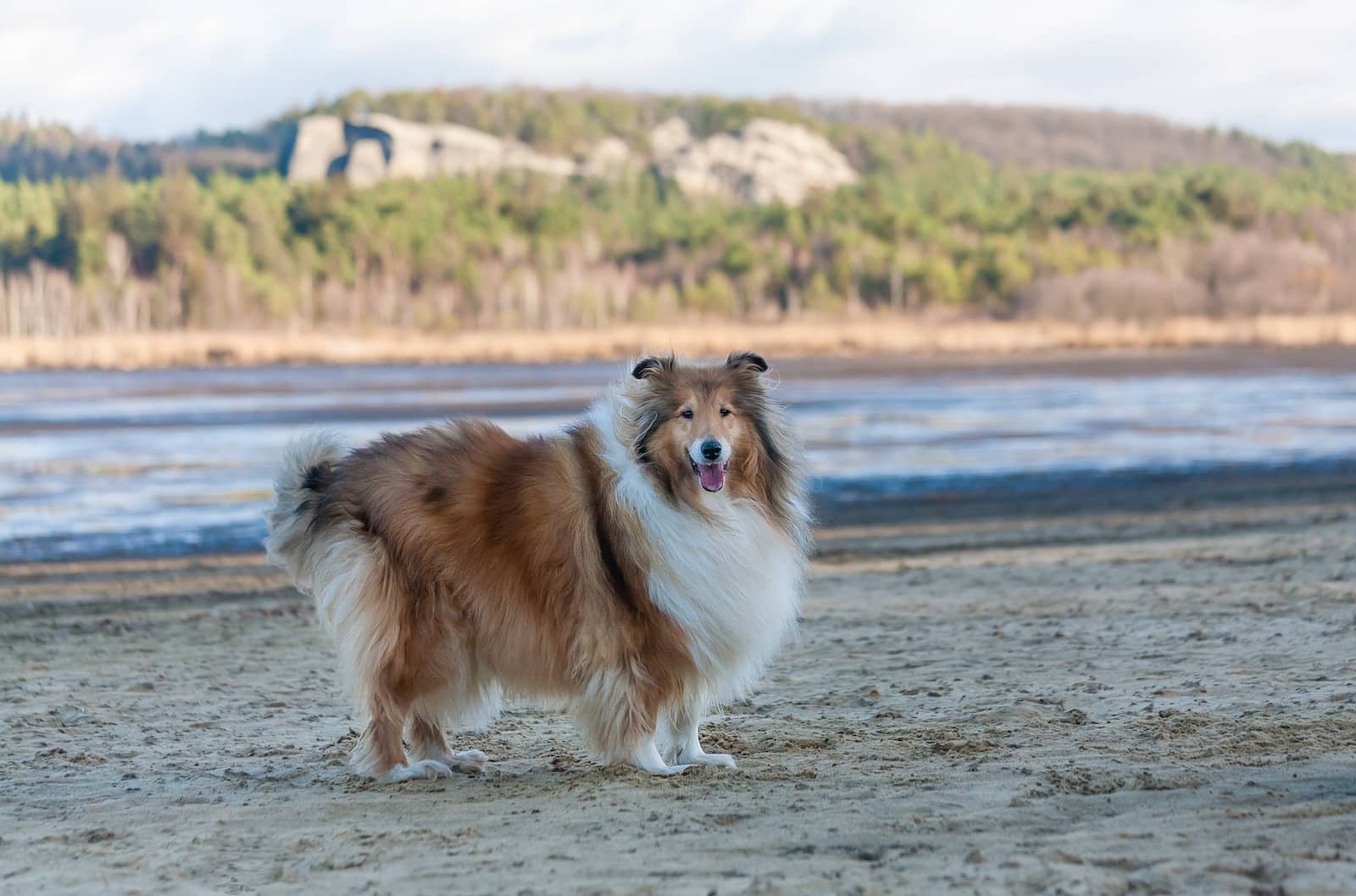 brown and white rough collie on brown sand during daytime