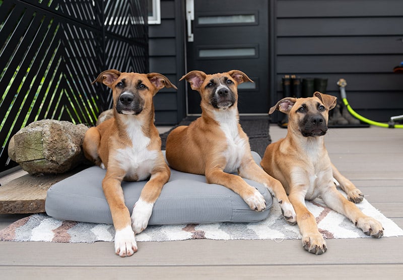 three young Black Mouth Cur dogs
