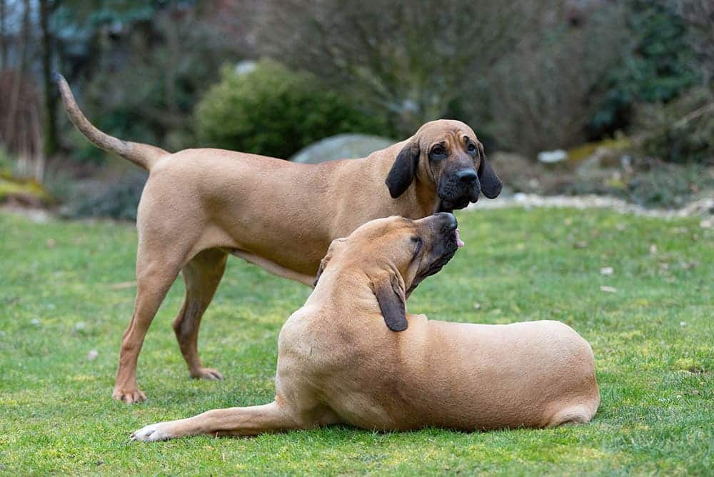 two Fila Brasileiro