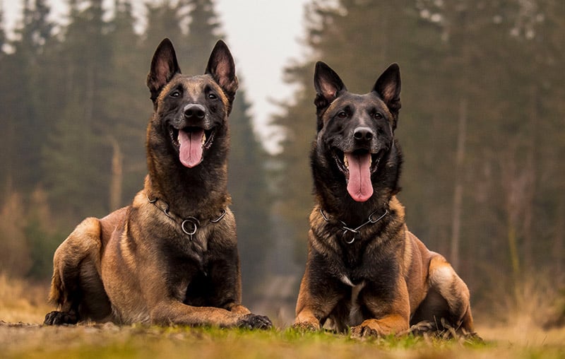 two belgian malinois dogs lying on the ground