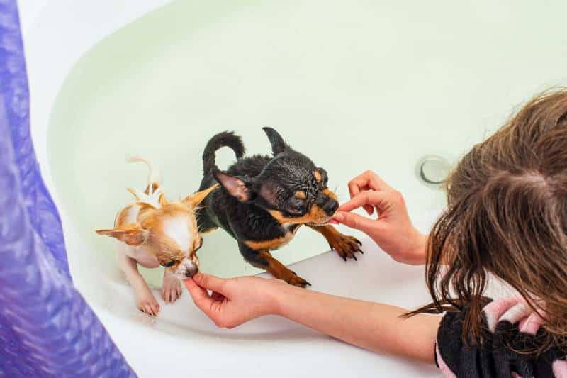two chihuahua dogs bathe in a tub while girl gives them treats