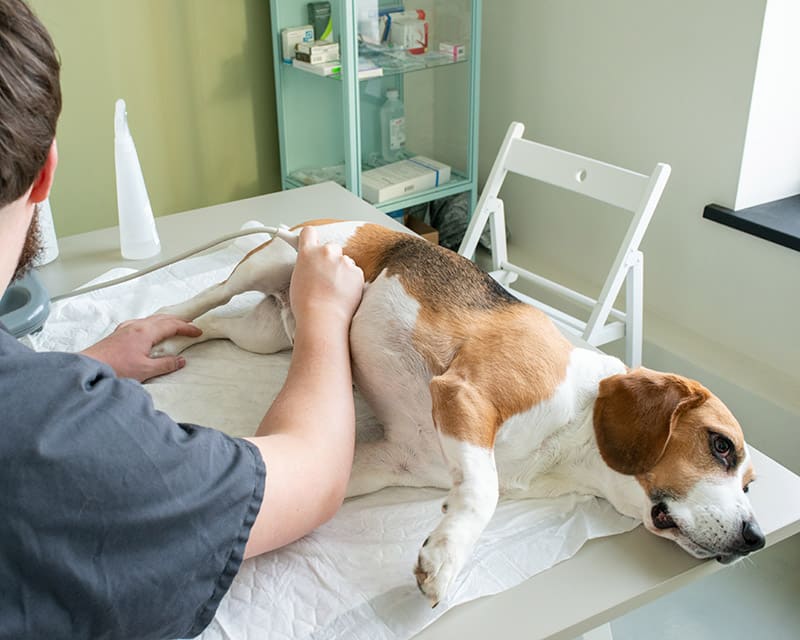 vet performing ultrasound on a beagle