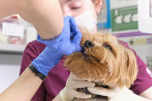 veterinarian examines a dog teeth