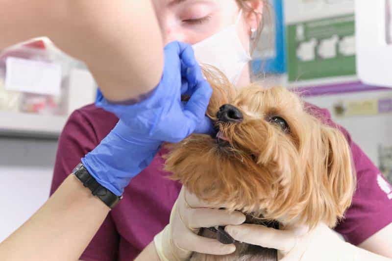 veterinarian examines a dog teeth