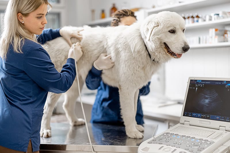 veterinarian examining dog through ultrasound