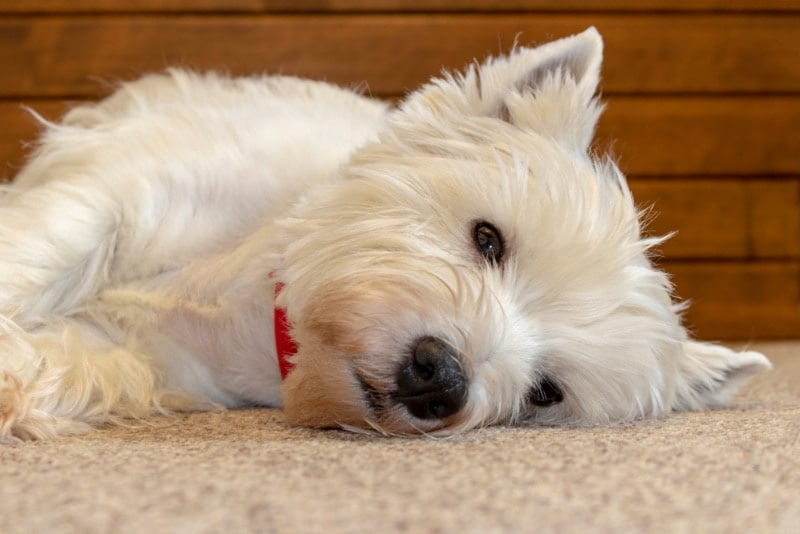 west highland terrier dog lying on the carpet