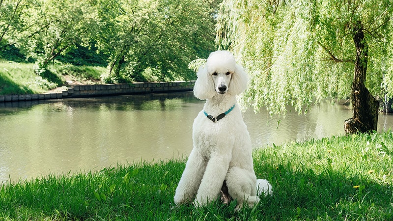white standard poodle dog sitting by the lake