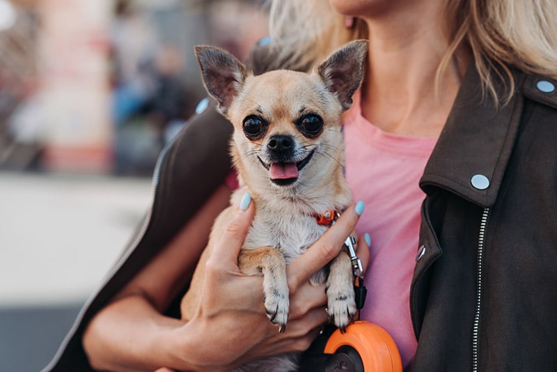 woman carrying a Chihuahua dog on her arms
