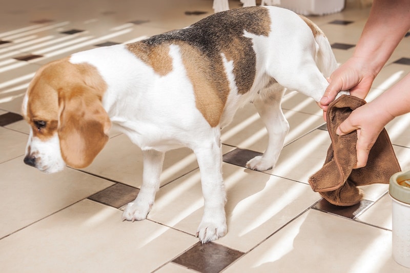 woman cleaning dog paw