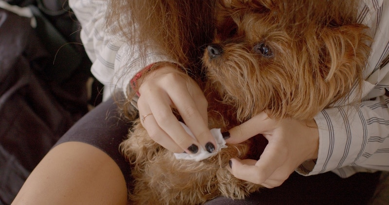 woman wiping dog paw
