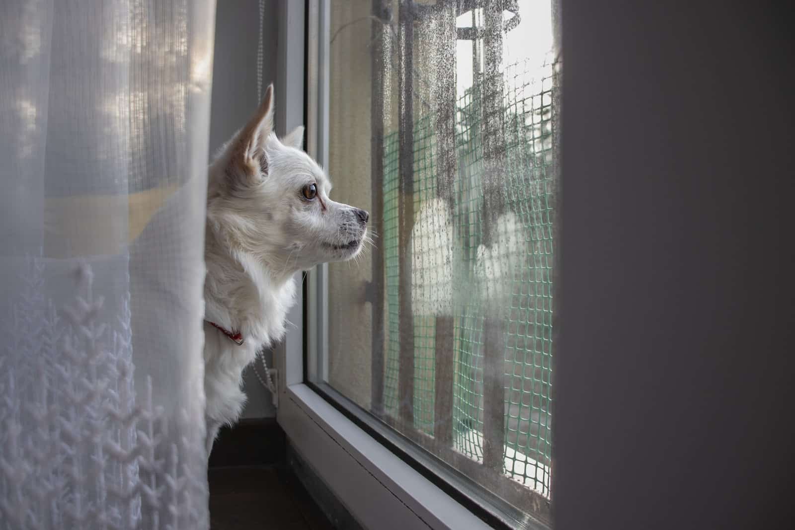 a small white dog looking out a window