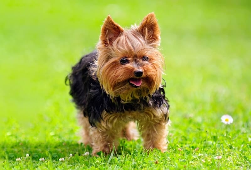 yorkshire terrier dog standing on grass