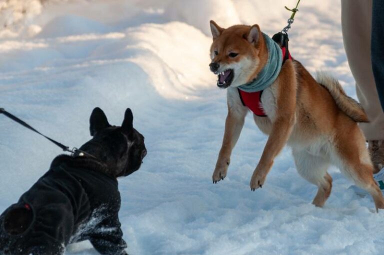 Dog Lunges at Other Dogs 6 VetApproved Ways to Stop It Dogster