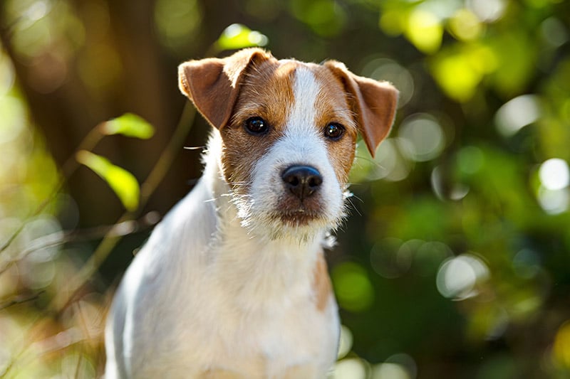 Young parson russel terrier up close