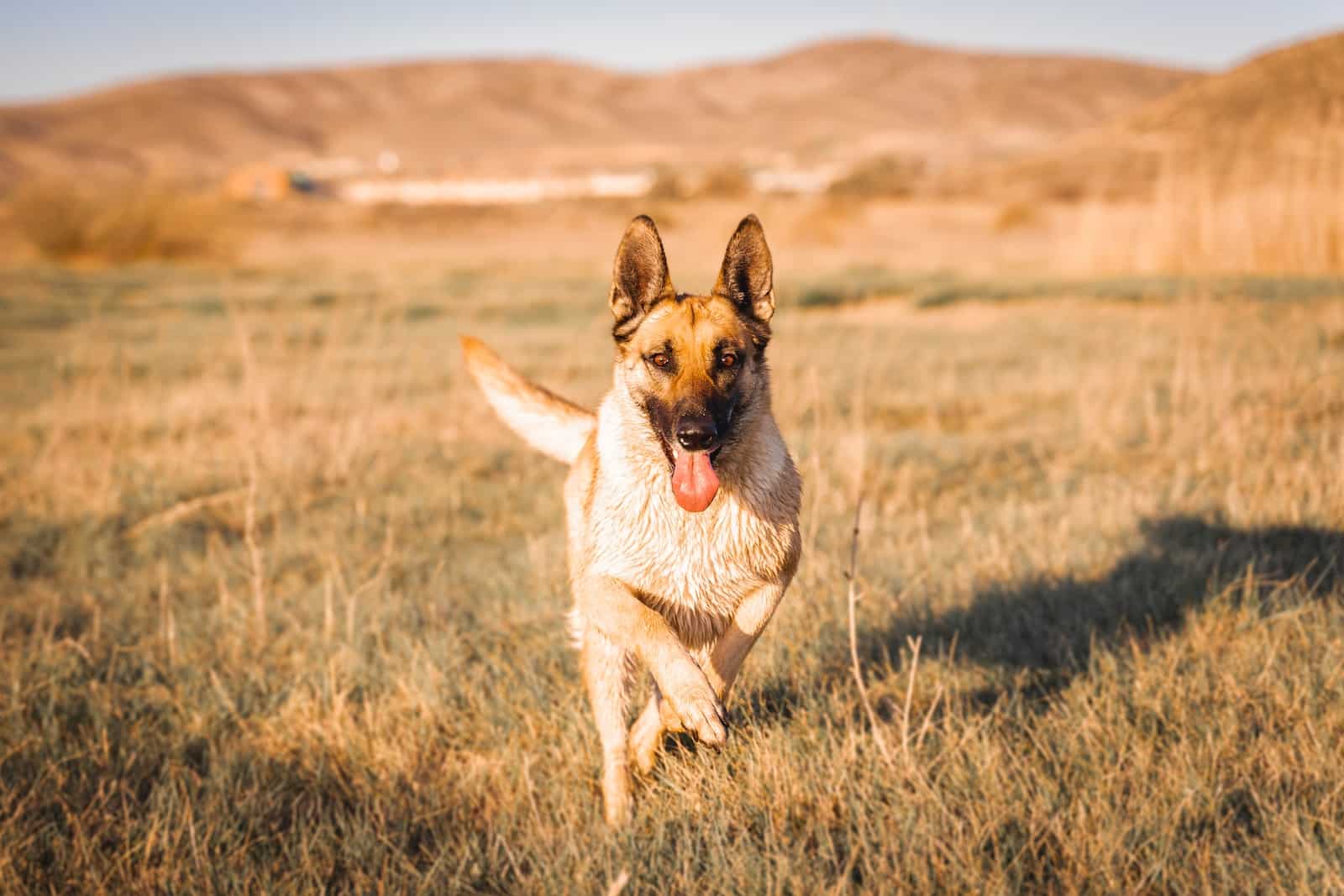 brown and black german shepherd running on brown grass field during daytime