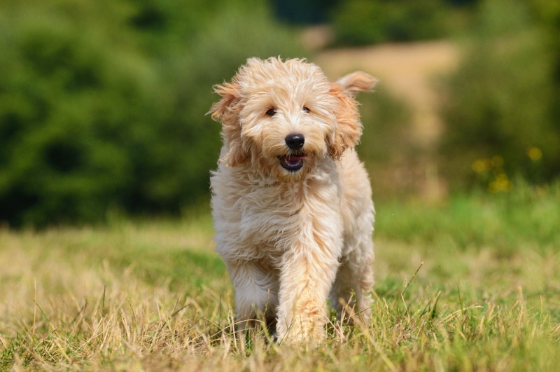 3 months old goldendoodle puppy running outdoor