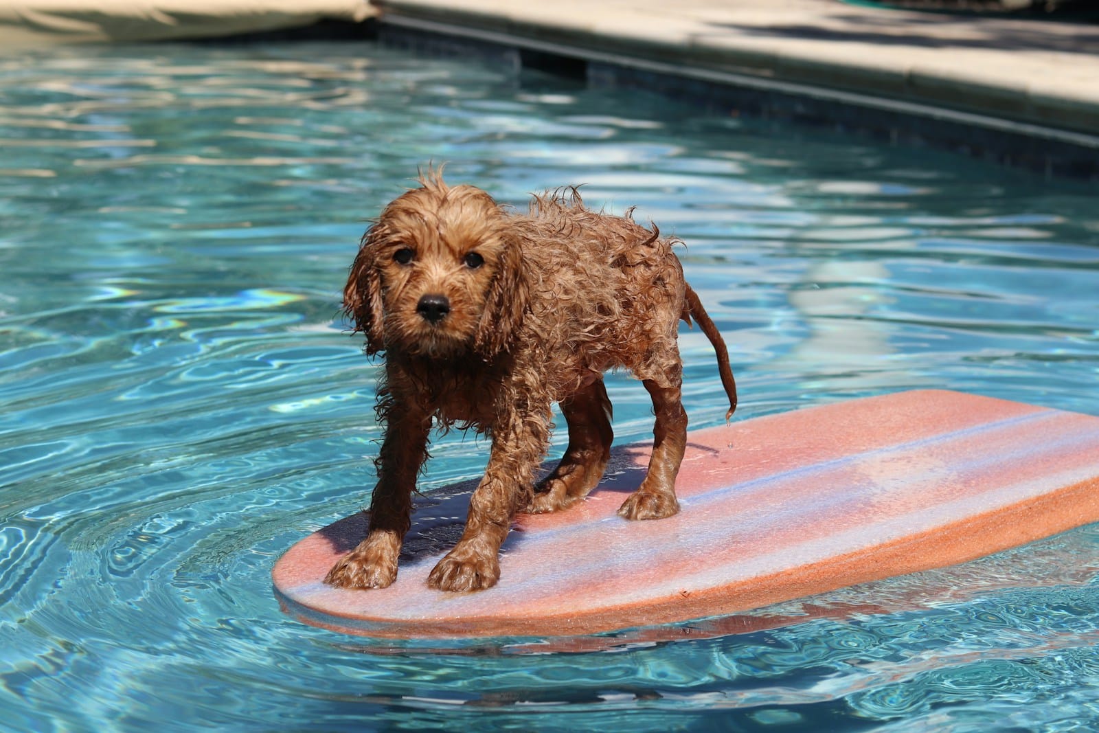 brown schnauzer dog on pool float