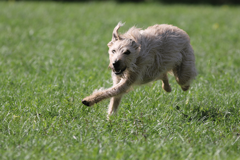 A Lurcher running in a park