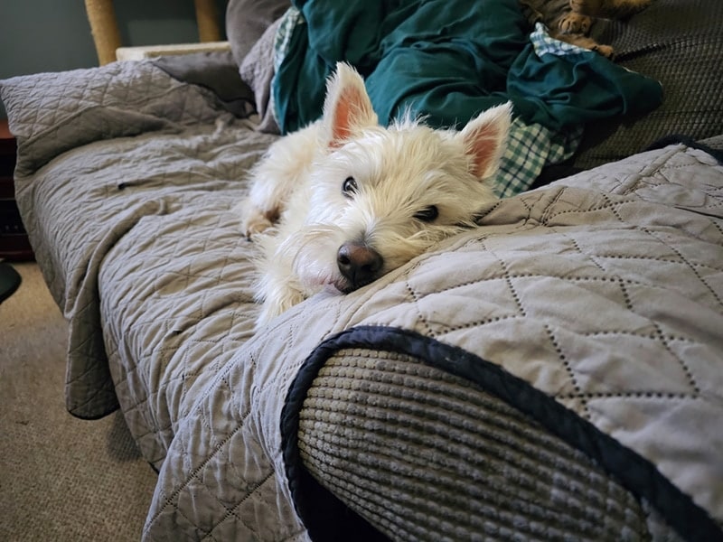 A West Highland Terrier resting on a couch cover
